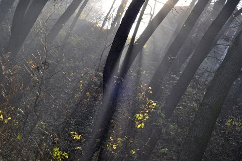 forest sun rays solar light
