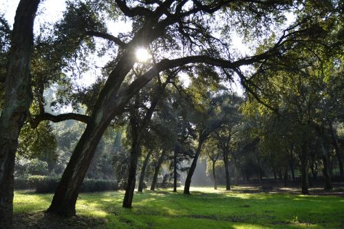 forest oak forest sun