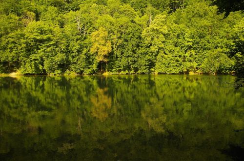 forest lake nature