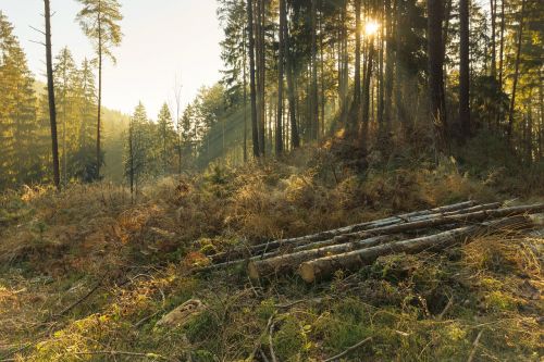 forest nature trees