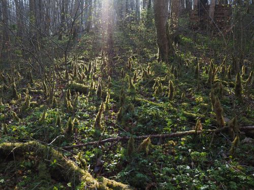 forest back light moss