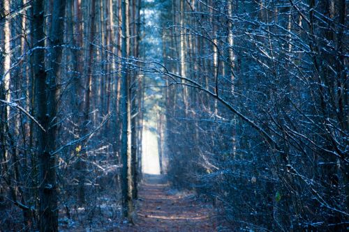 forest winter poland