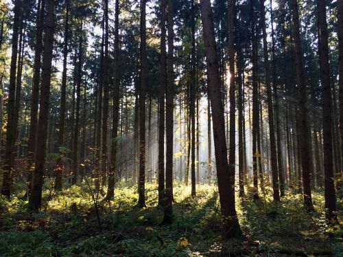 forest trees nature