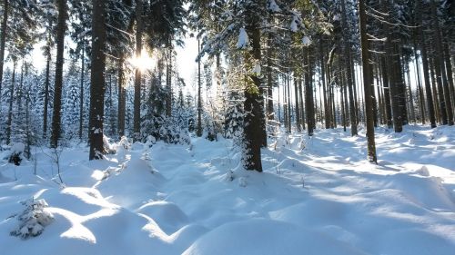 forest snow winter