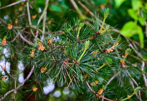 forest pine tree