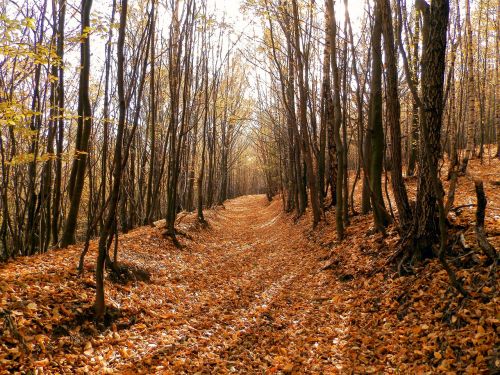 forest leaf slovakia