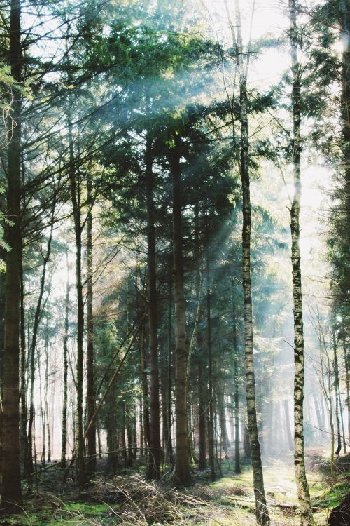 forest trees mystical