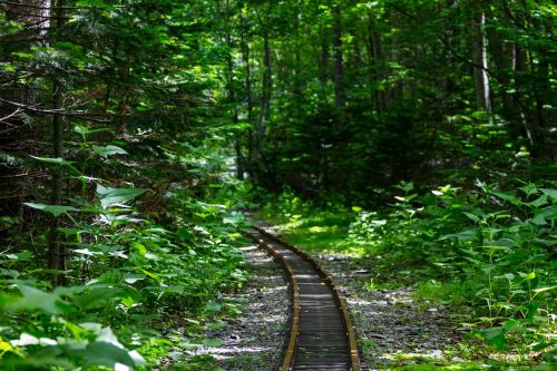 forest plant nature