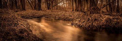 forest autumn long exposure