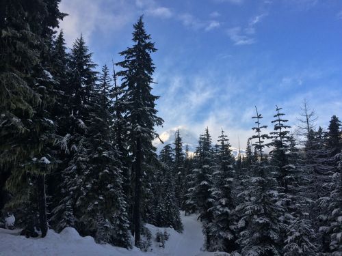 forest trees snow