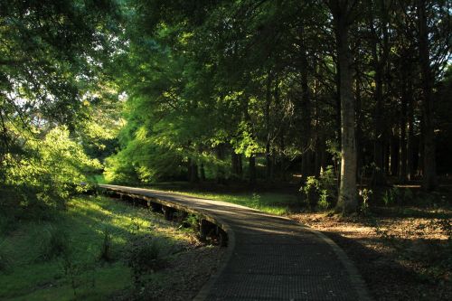 forest walkway park