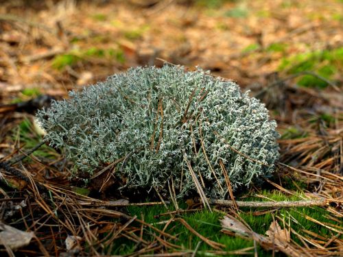 forest moss litter