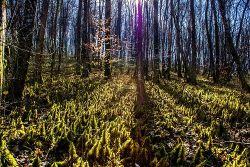 forest wood lens flare