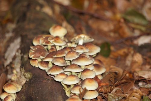 forest forest floor mushrooms