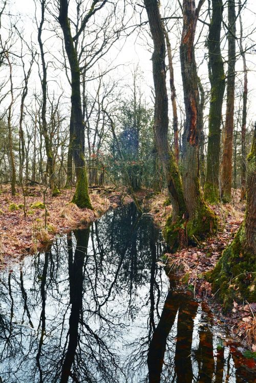 forest water nature