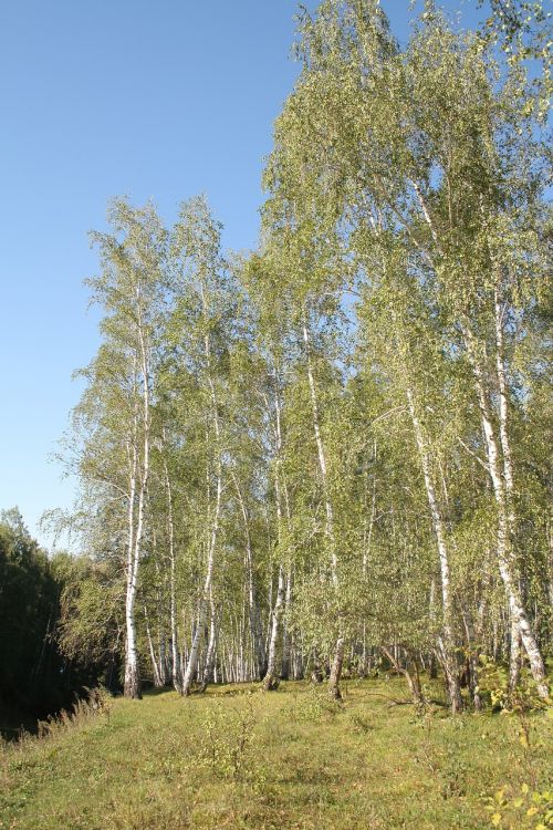 forest birch russia