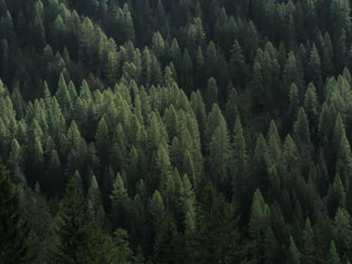 forest fir trees
