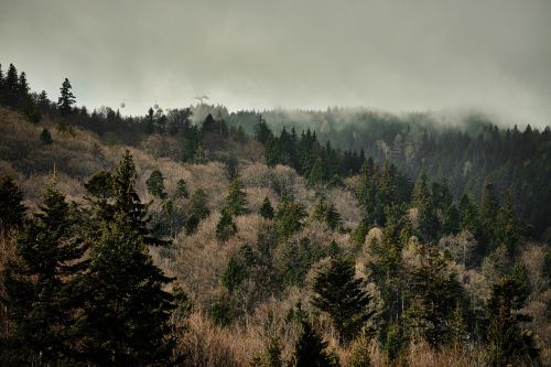 forest trees nature