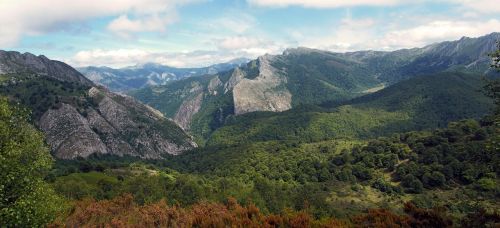 forest networks asturias