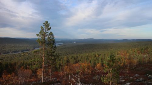 forest nature landscape