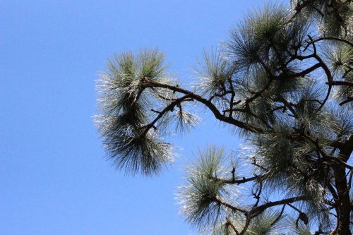 forest nature pine