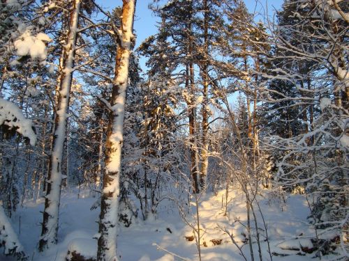 forest winter landscape