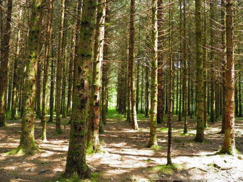 forest trees jura