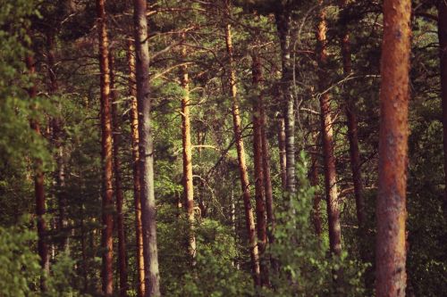 forest finland old