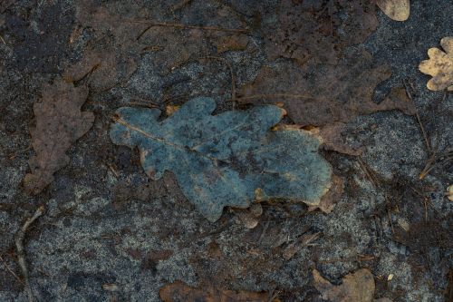 forest leaf foliage