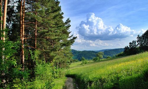 forest way clouds