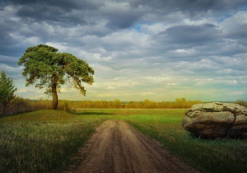 forest landscape nature