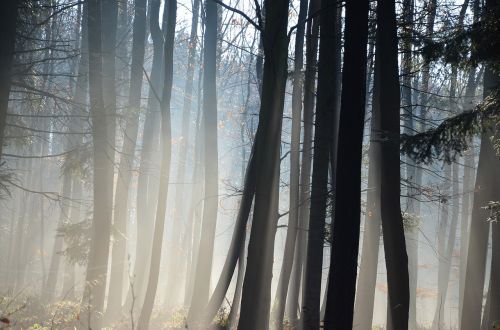 forest trees winter