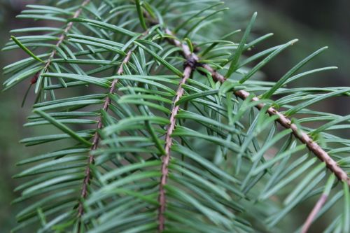 forest pine tree pine needles