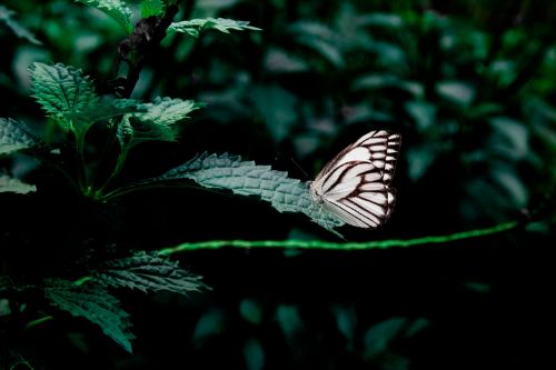 forest plant insect