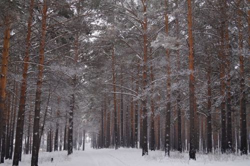 forest trees winter forest