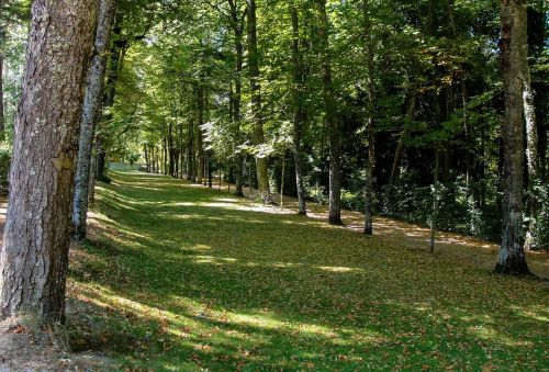 forest trees green