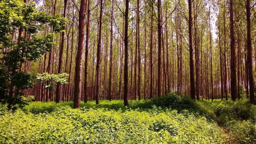 forest trees priroda