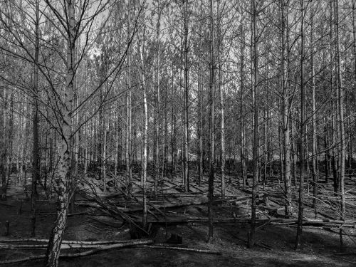 forest black and white tree