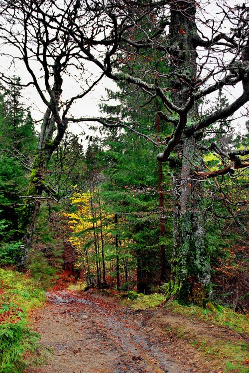 forest autumn tree