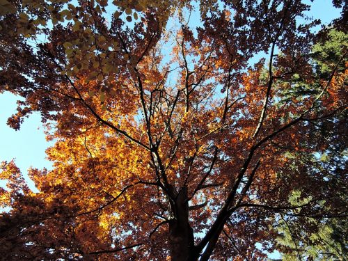 forest trees treetops