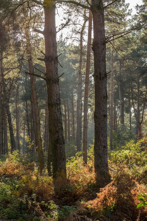 forest autumn foliage