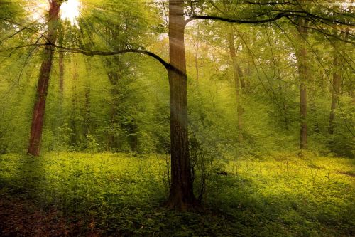 forest woods rays