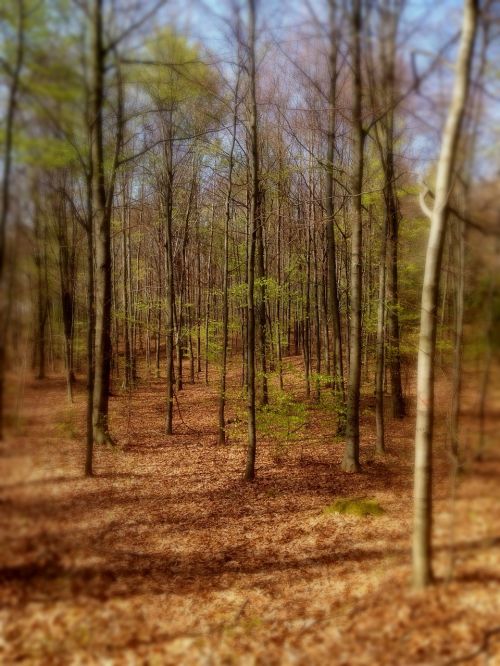 forest tree nature