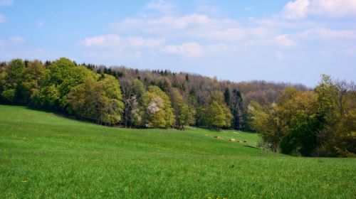 forest nature meadow