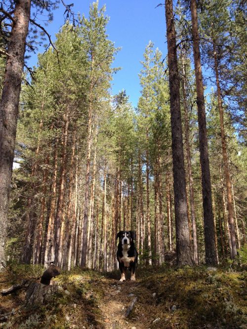 forest dog nature