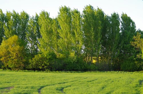 forest trees field