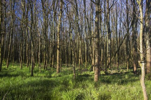 forest spring nature