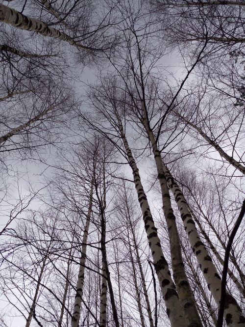 forest spring trees