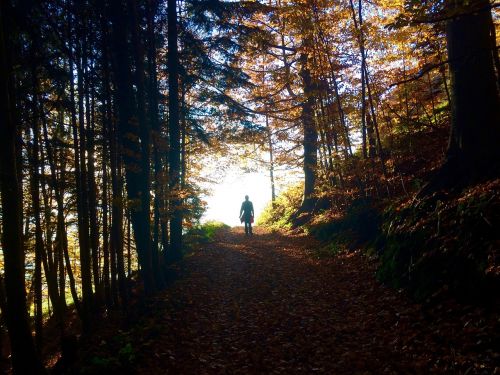 forest autumn light