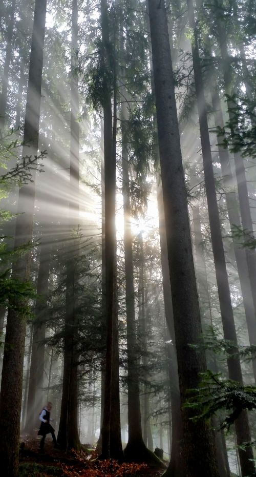 forest fog light
